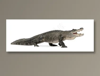 张开嘴的鳄鱼动物高清素材