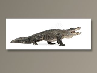 张开嘴的鳄鱼动物高清素材