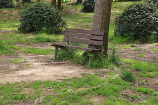 树边一把旧长木椅