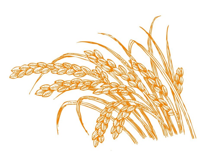 稻穗 展开图