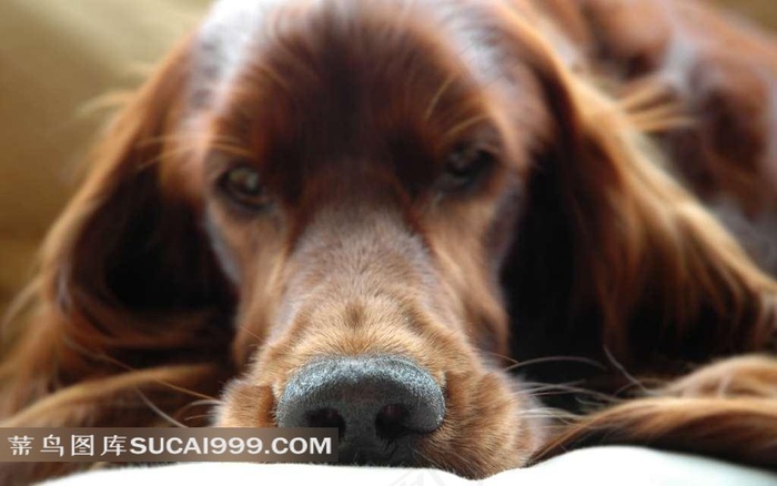趴着的狗脸部特写