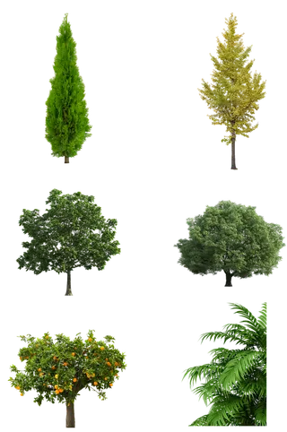 树木树枝树叶免扣素材