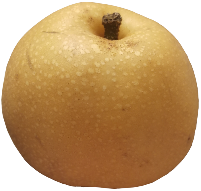 金黄色熟透的梨农产品免抠摄影元素