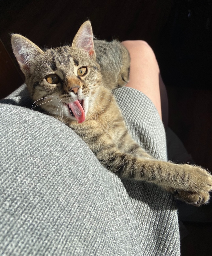 可爱猫咪猫猫摄影素材
