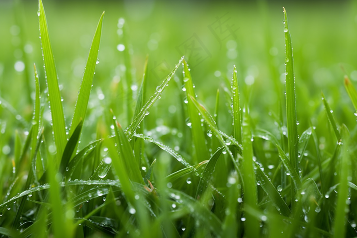 雨天小草上的水珠嫩叶摄影图(4032x2688)