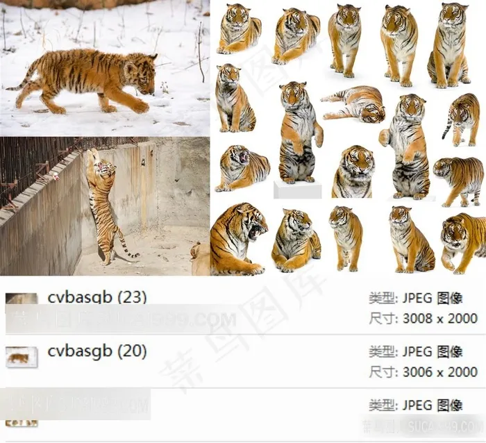 老虎高清素材
