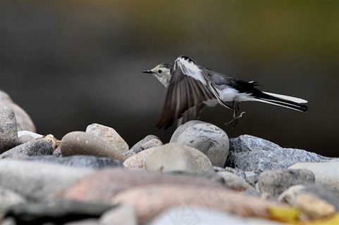 鸟类大全白鹡鸰摄影图