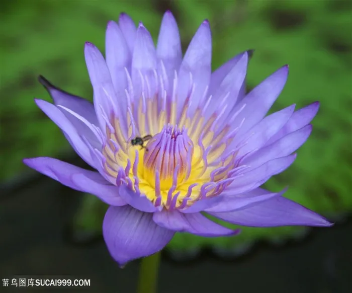 唯美蓝莲花高清特写摄影