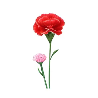 母亲节康乃馨花免抠