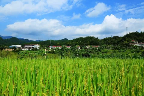 文化设计 文化建设 文化设计 乡村文化宣传 广告类 文化设计 文化建设 文化设计 乡村文化宣传 广告类