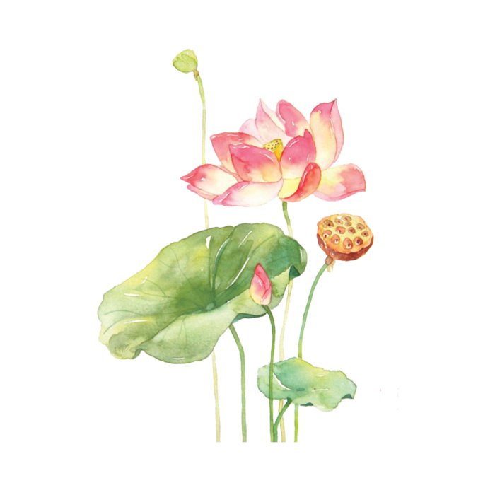 夏季荷花莲花植物免抠元素