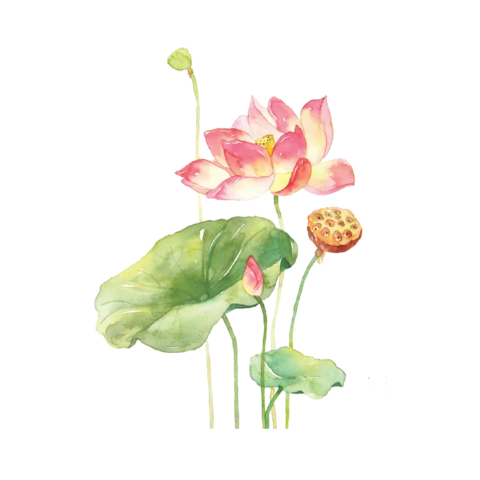 夏季荷花莲花植物免抠元素