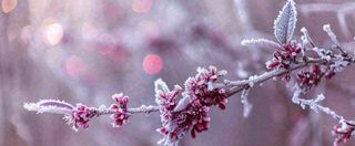 冬天冬季树枝雪景唯美浪漫大雪小雪结冰摄影图