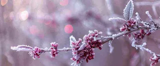 冬天冬季树枝雪景唯美浪漫大雪小雪结冰摄影图