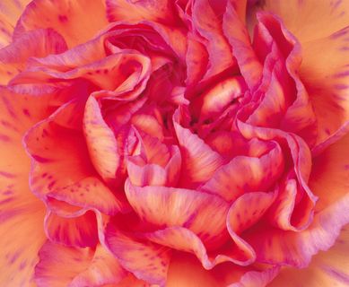 红色康乃馨背景图片