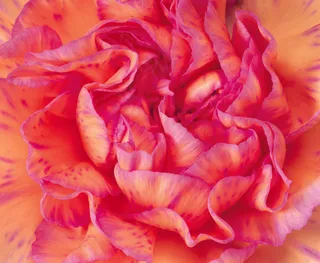 红色康乃馨背景图片