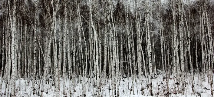 白桦林图片素材 白桦林图片素材