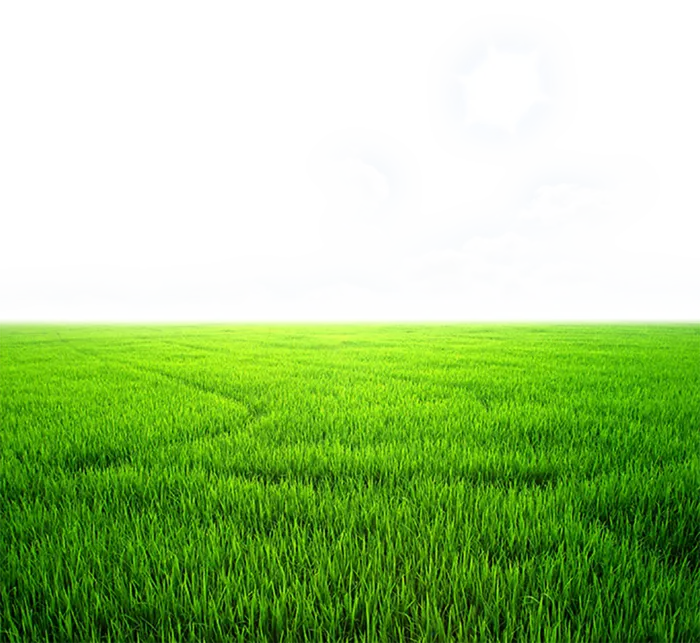 现代农业麦地