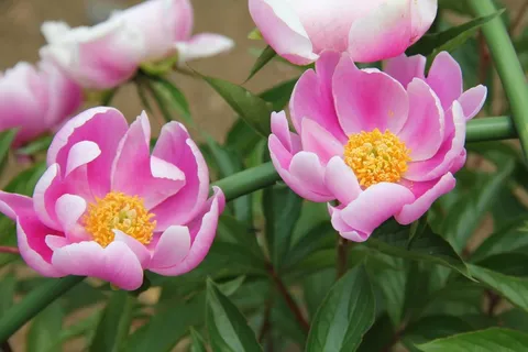 美牡丹花图片 美牡丹花图片