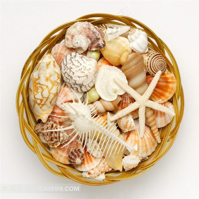 海生无脊椎动物海星摄影美图