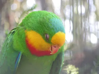 绿鹦鹉睡着图片