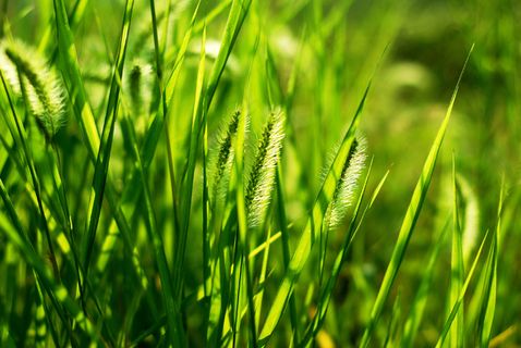 高清狗尾巴草图片下载