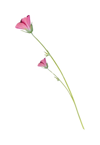 38妇女节三八女神女王粉色花朵玫瑰艺术字设计png免抠ps素材