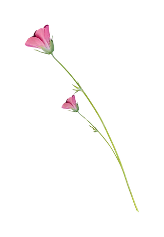 38妇女节三八女神女王粉色花朵玫瑰艺术字设计png免抠ps素材