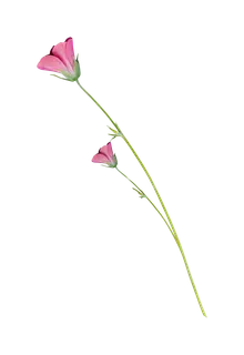 38妇女节三八女神女王粉色花朵玫瑰艺术字设计png免抠ps素材 38妇女节三八女神女王粉色花朵玫瑰艺术字设计png免抠ps素材