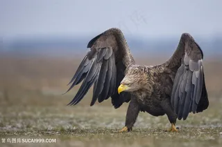 高清展翅欲飞的老鹰图片鸟图片