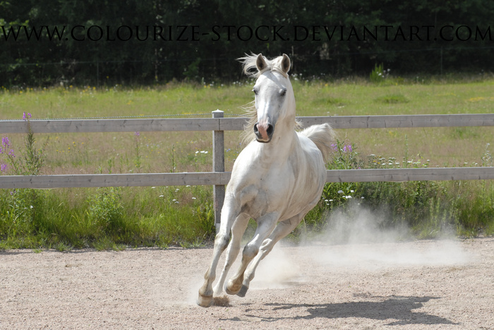 马动物野马草原野生动物草原