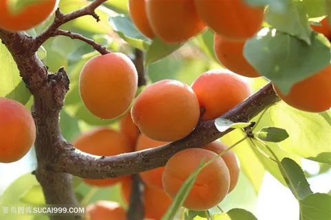 食物水果杏素材图片 食物水果杏素材图片