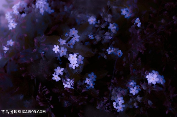 唯美吸血鬼日子小花鲜花图片