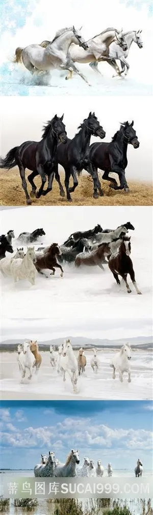 飞奔的骏马群摄影素材