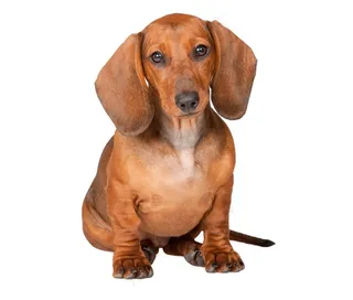 大耳朵的可爱狗狗