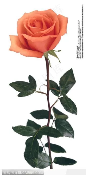 情人节花物语-一支橙色的玫瑰花