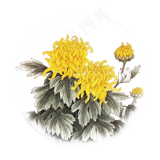 国画菊花手绘卡通