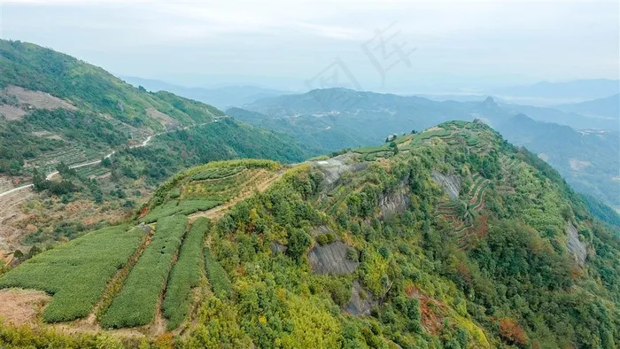 初春航拍福鼎茶叶
