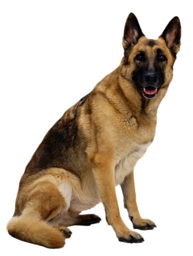 德国牧羊犬 PNG免抠(578x766)