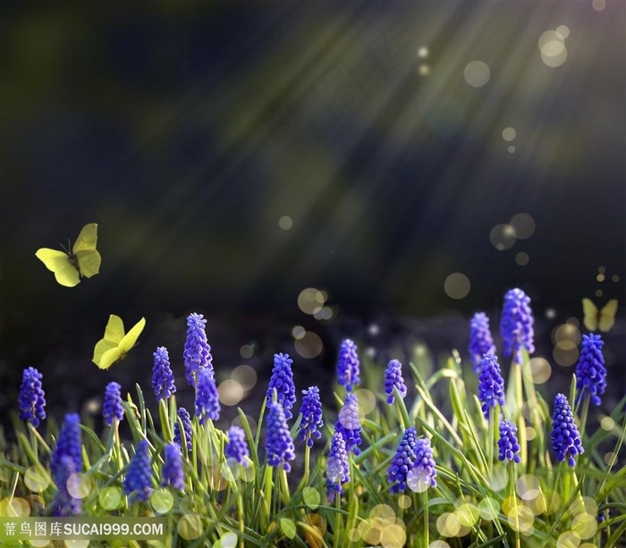 蝶恋花紫色花卉草丛装饰画