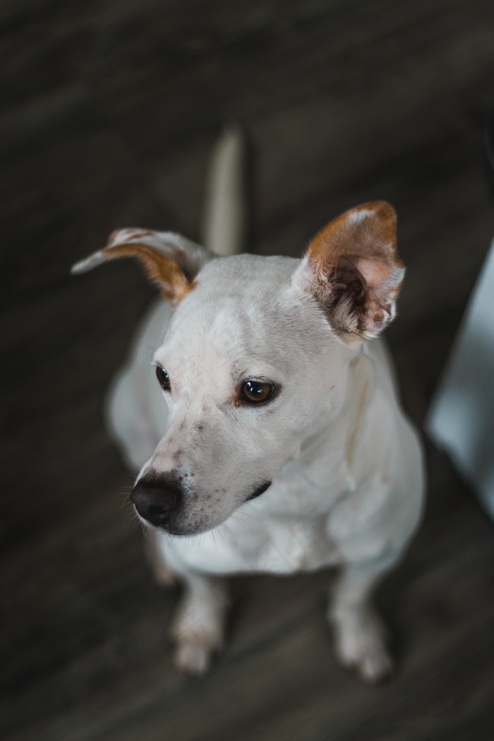 白色田园犬图片