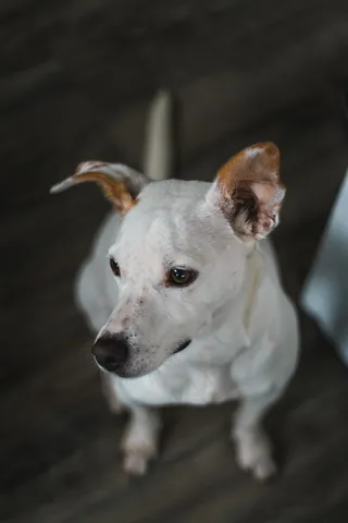 白色田园犬图片