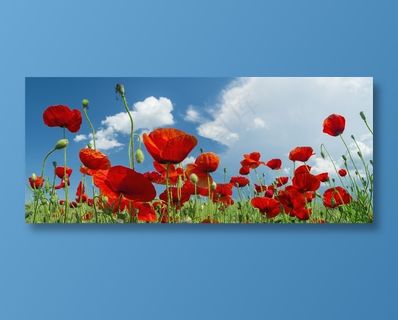 蓝天下的红色花海鲜花图片