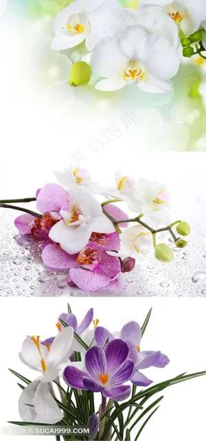 娇美的蝴蝶兰摄影素材 娇美的蝴蝶兰摄影素材