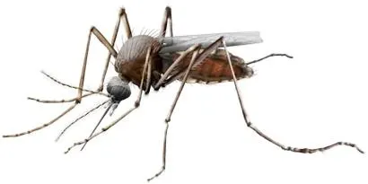 蚊子 PNG免抠(410x205)