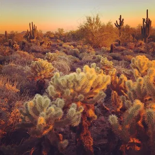黄昏的仙人掌图片