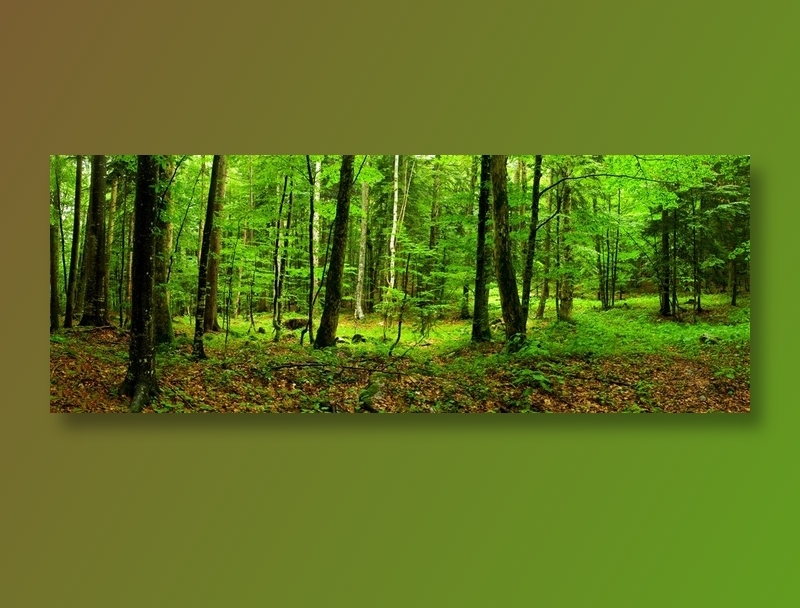 青翠欲滴林间美景