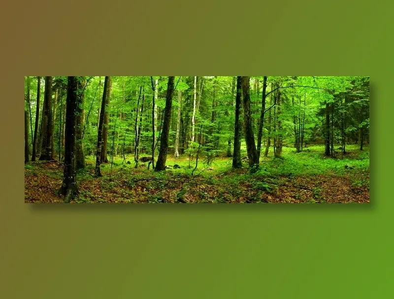 青翠欲滴林间美景