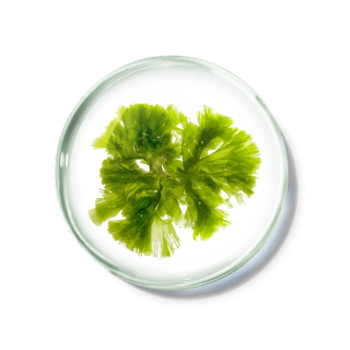 化妆品产品成分—墨角藻 免抠图