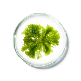 化妆品产品成分—墨角藻 免抠图